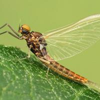 Mayfly 2 